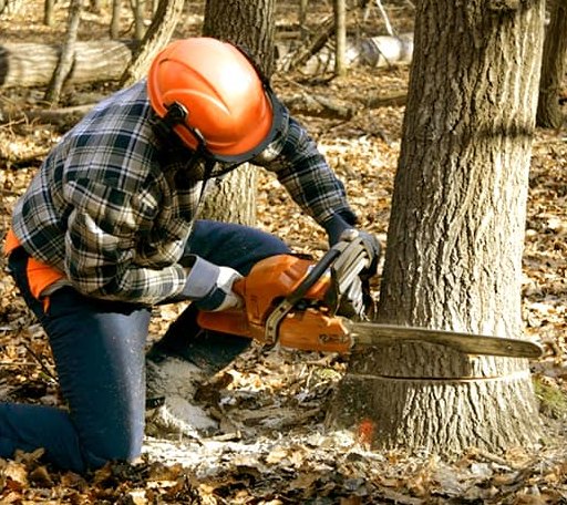 Tree Removal in Randolph, MA